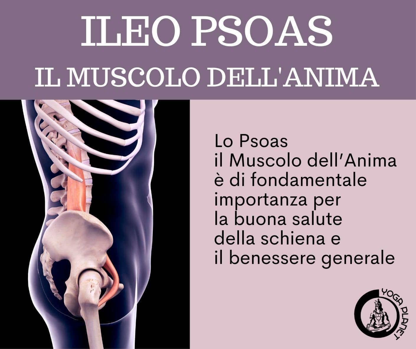 ILEO PSOAS IL MUSCOLO DELLANIMA