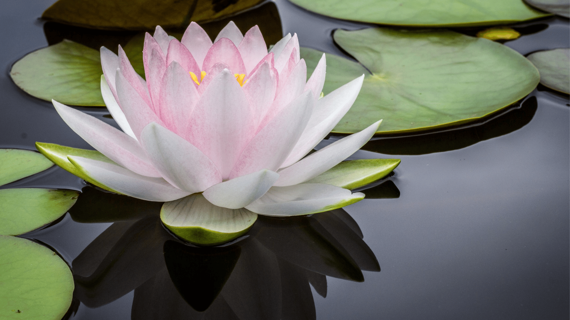 Fiore di Loto, simbolo di Padmasana