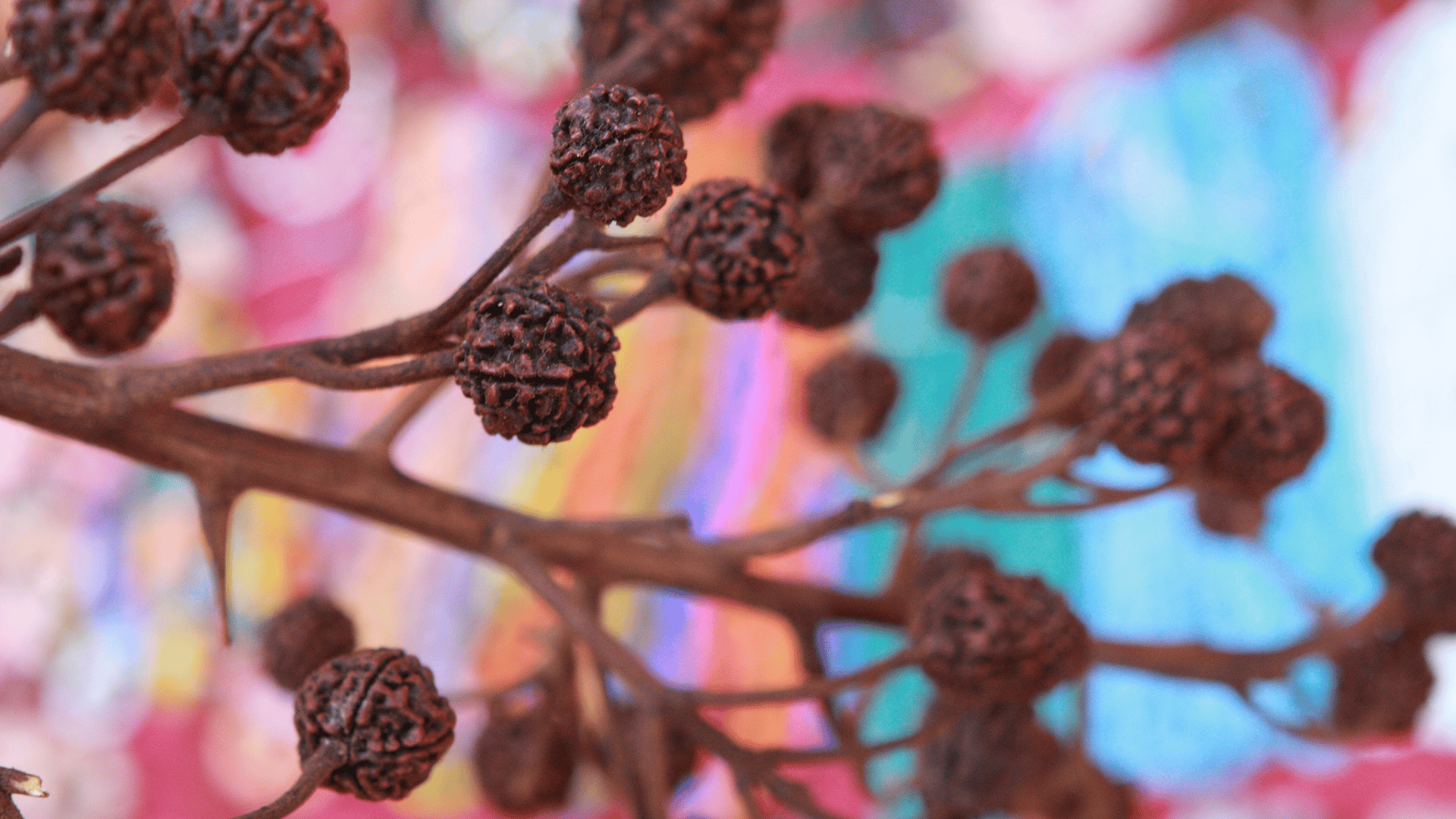 Japamala, tutto quello che c'è da sapere 2 Semi di Rudraksha utilizzati per realizzare le Japamala Yoga